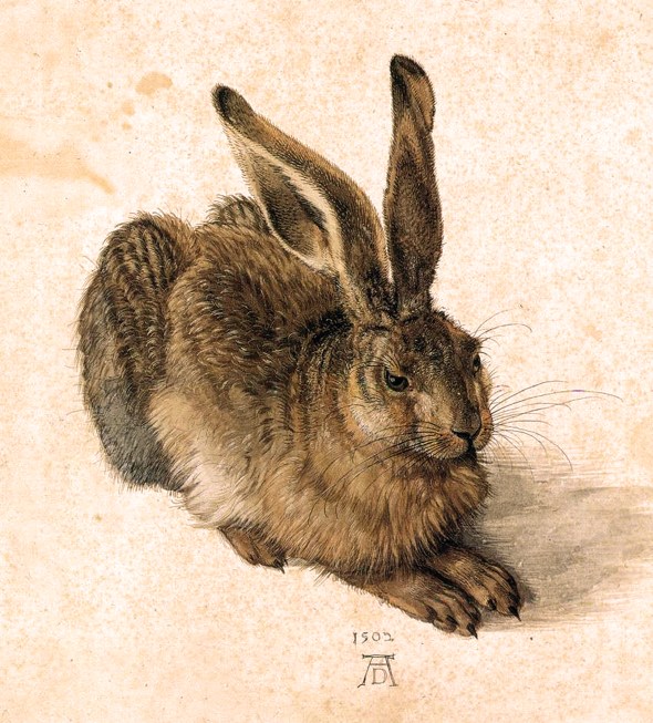 Durer, Albrecht A Young Hare 1502 Watercolor and gouache on paper 25 x 23 cm Graphische Sammlung Albertina, Vienna